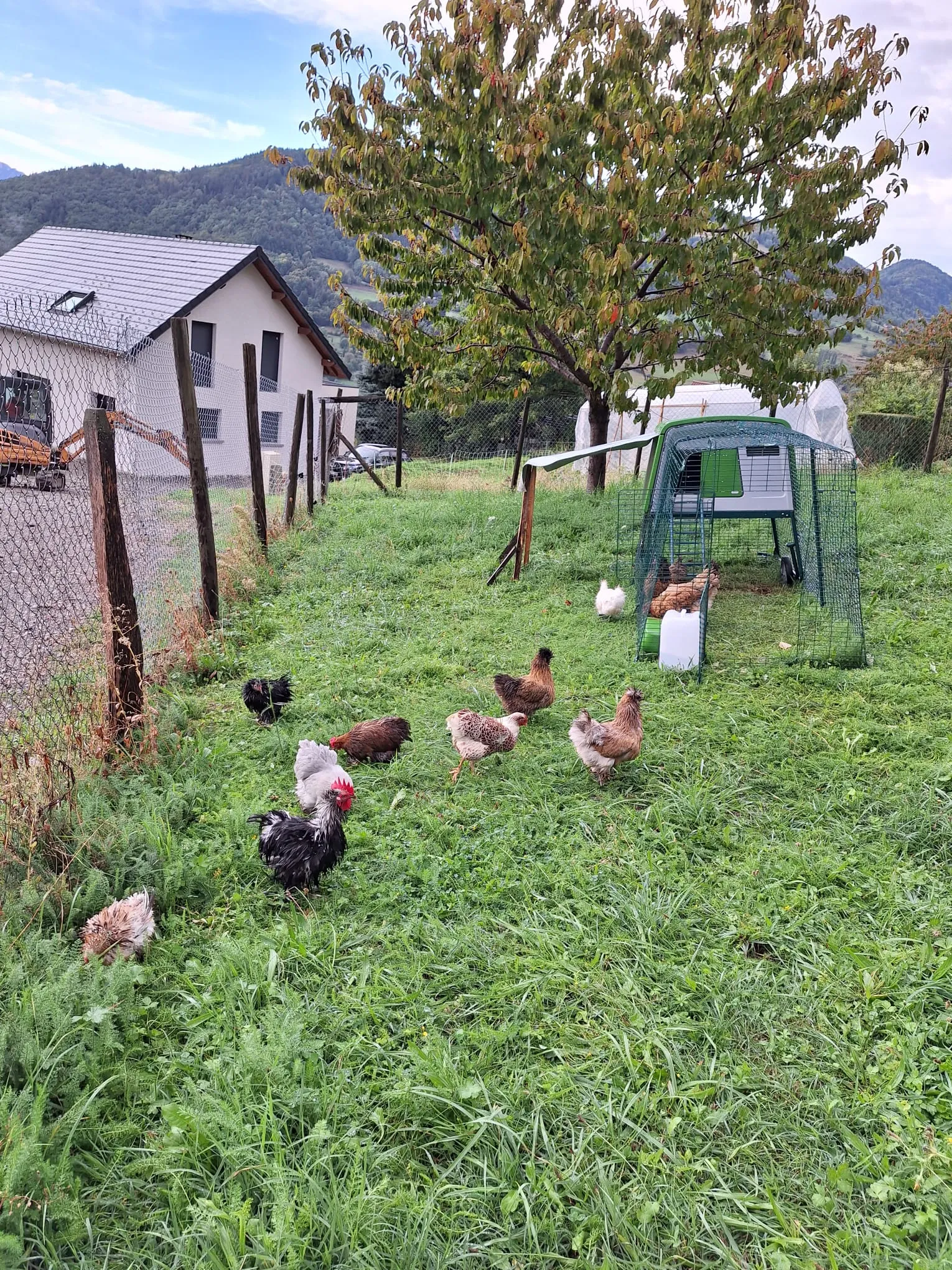 Poules en prairie