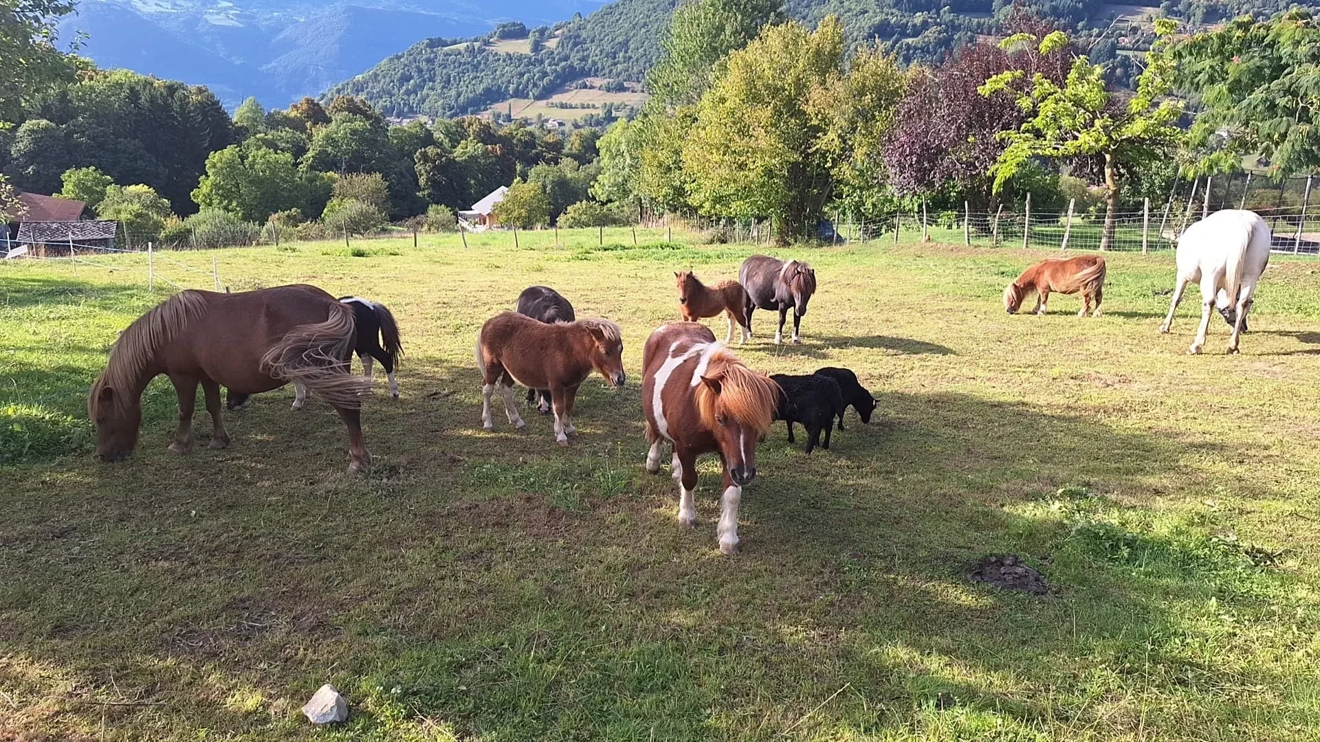 Vaches au pré