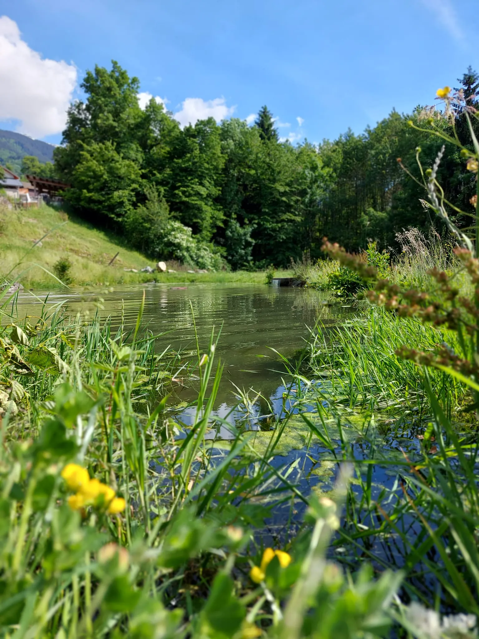 Étang et végétation