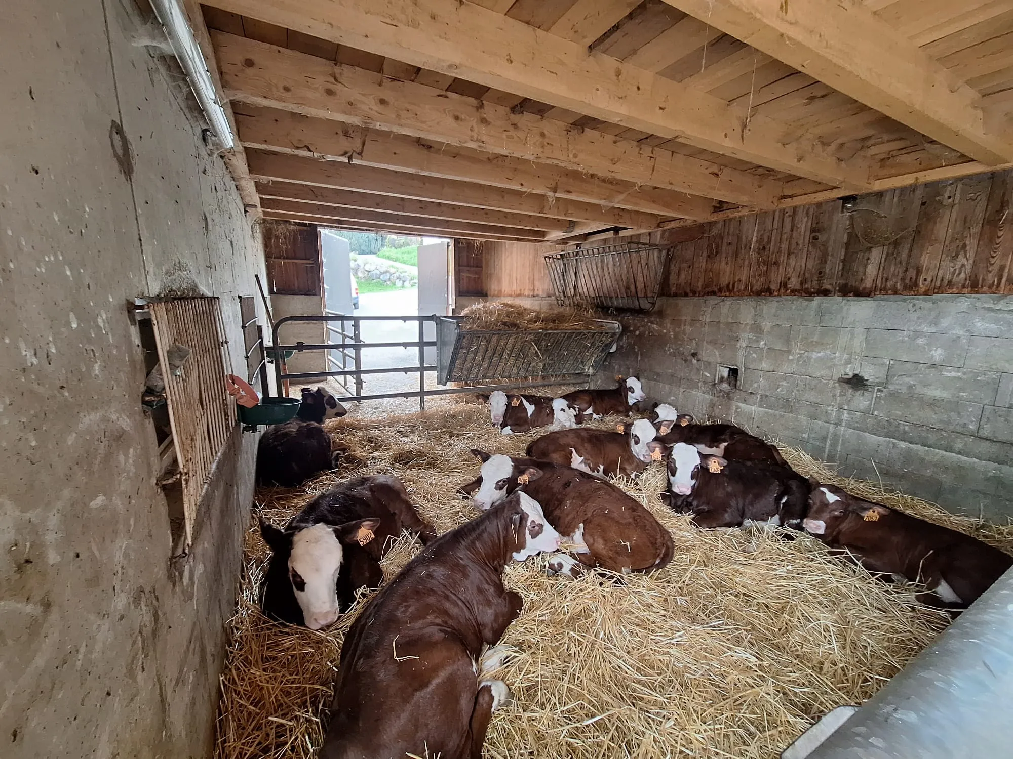 Veaux couchés sur paille