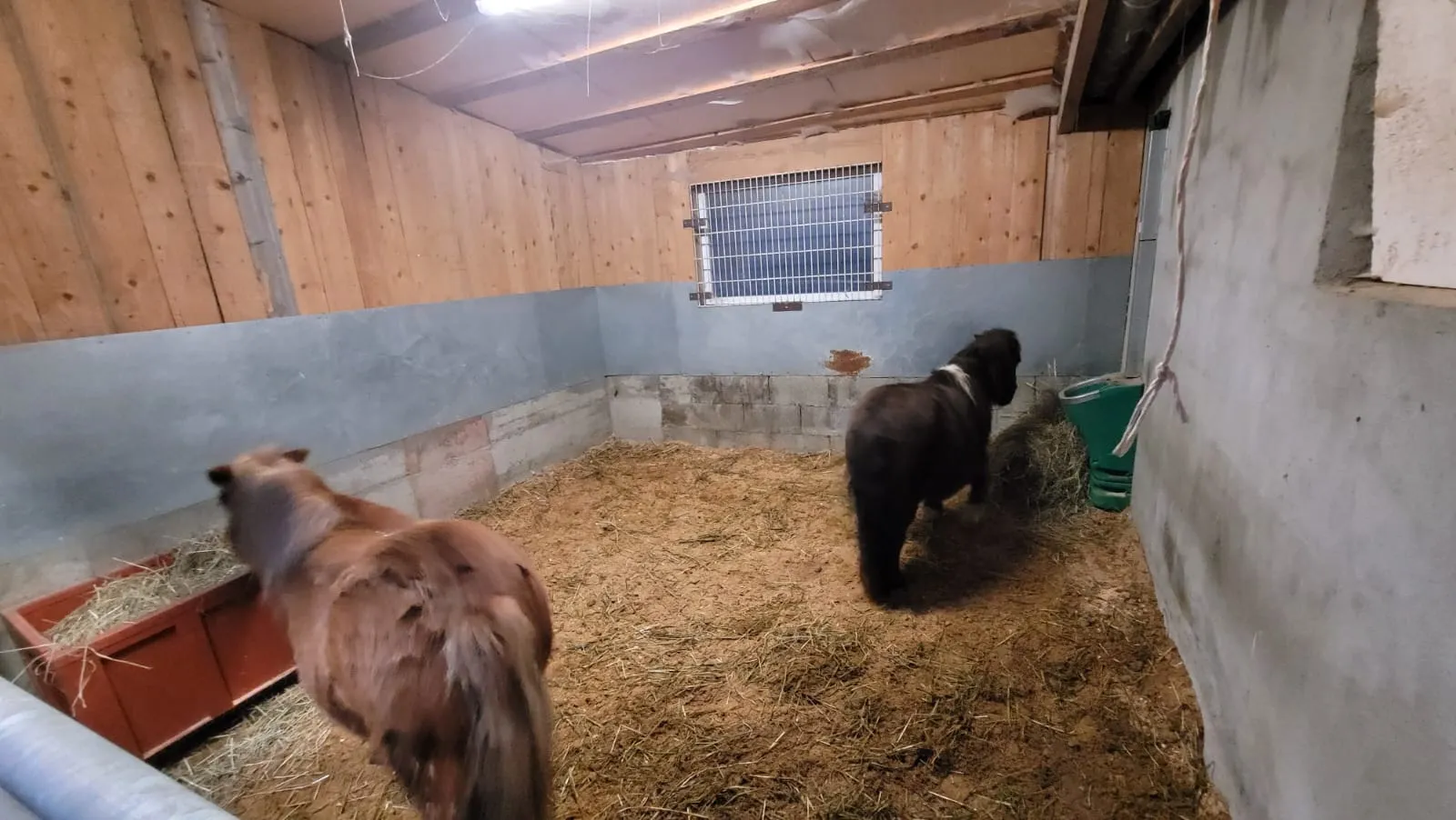 Box paille avec vache