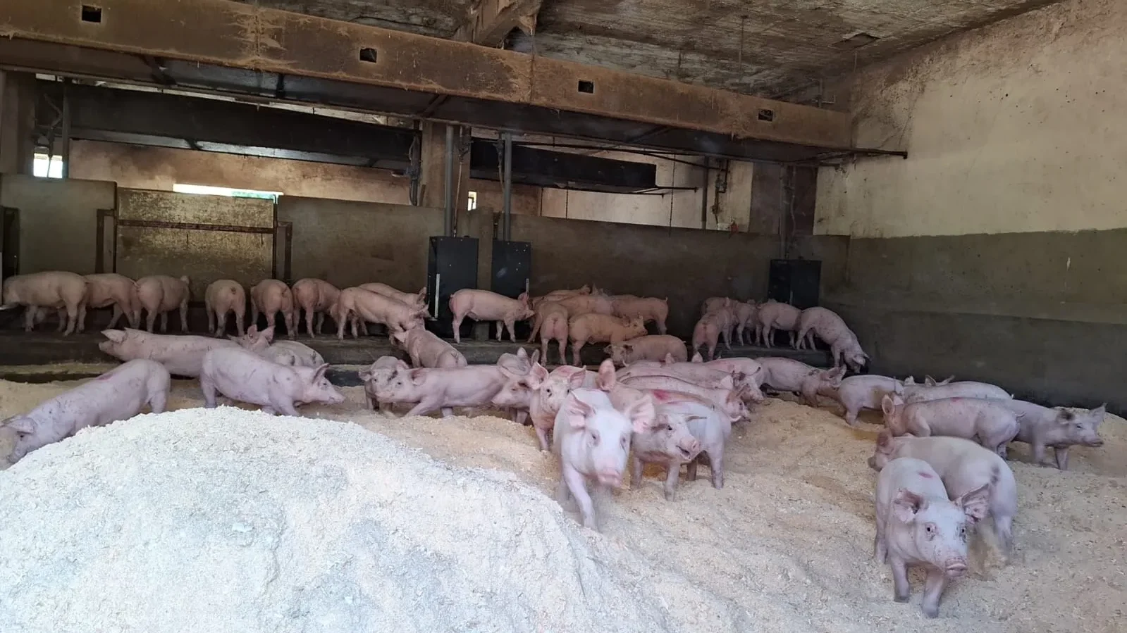 Porcherie avec cochons