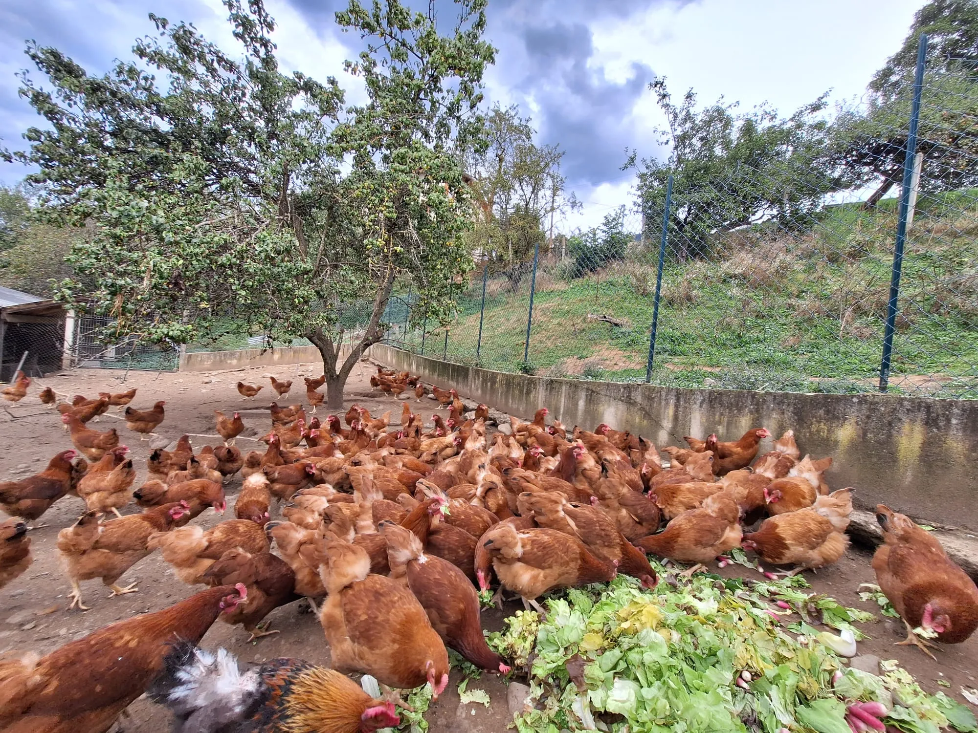Poulailler avec poules