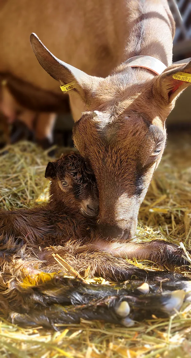 Chevreau en gros plan
